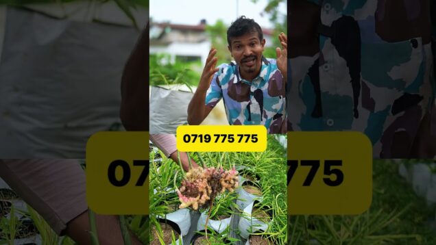 🌱 ඉඟුරු වගාවට පමණක් නෙවෙයි/ ඕනෑම දෙයක් වගා කරන්න පුලුවන්