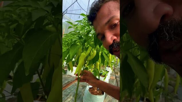 කවුද කිව්වෙ වගා කරල ගොඩ යන්න බෑ කියල?