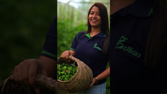 මේ ඇවිලා මගෙ නයි පැටවු , මට call එකක් දෙන්න