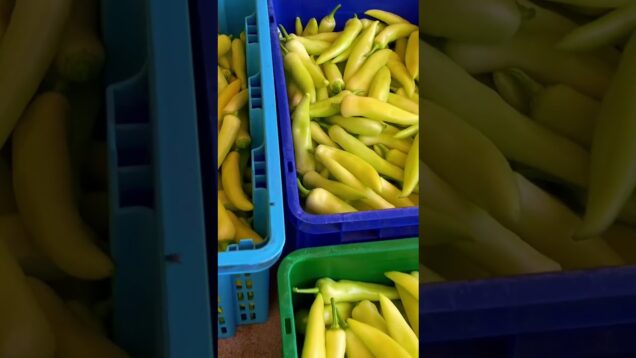 අපි හැමදාම දිනුම්. මාසෙට ලක්ෂ ගනන් සල්ලි මවන හරිතාගාර වගාව. ගෙදරට කන එලවලු ටිකවත් වවාගන්න