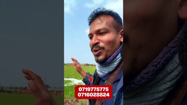 කුඹුරට ආව දෙවියනේ වී ටික නෑ – Nepal