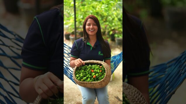 හිත ඇත්නම් පත කුඩාද?