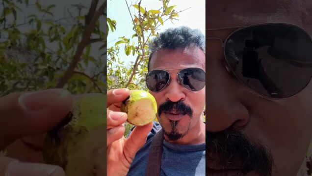 ඉරානයේ පේර කාල තියෙනවද ?