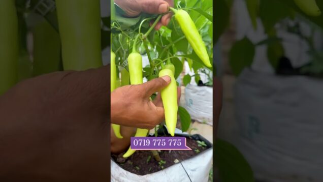 මේ වගෙ මාලු මිරිස් ඵලදාව ගන්න කැමතිද ?