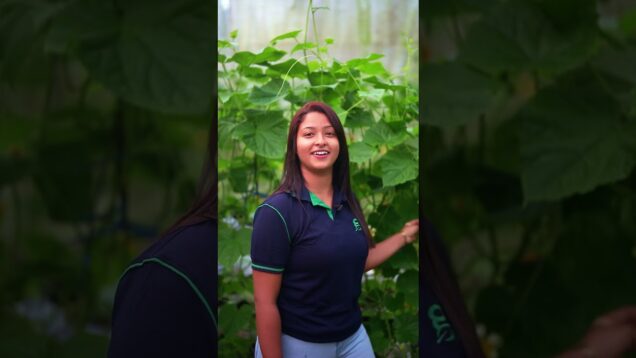 බලන්න ලස්සන. පැලයක් හිටවපු පලියට අස්වැන්න දෙන්නෙ නෑ