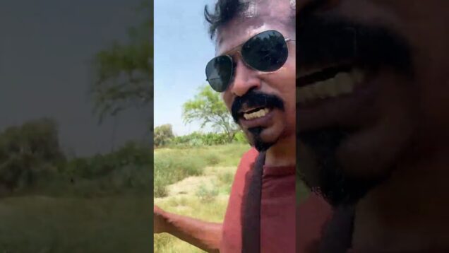 සුන්දර ඉරානයේ කෙසෙල් වගා භූමි