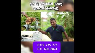 ඉගුරු වගාවෙන් හොඳ ලාභයක් ලබාගමුද