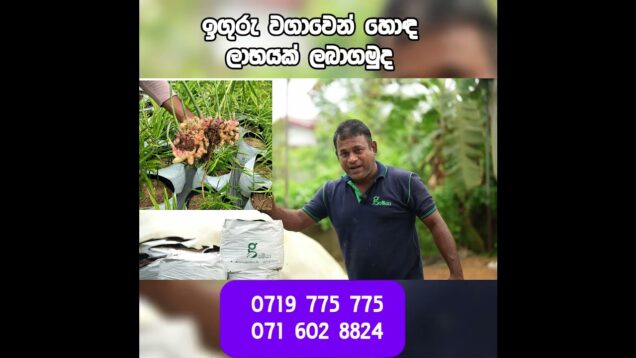 ඉගුරු වගාවෙන් හොඳ ලාභයක් ලබාගමුද