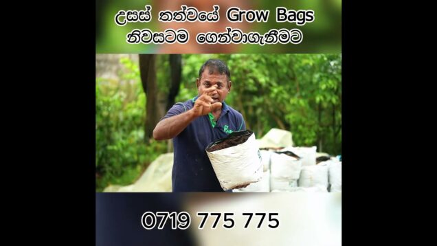 උසස් තත්වයේ Grow Bags නිවසටම ගෙන්වාගැනීමට