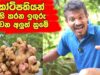 කෝටිපතියන් බිහි කරන ඉගුරු වගාකරන අලුත්ම ක්‍රමය – ginger plants – wagawa