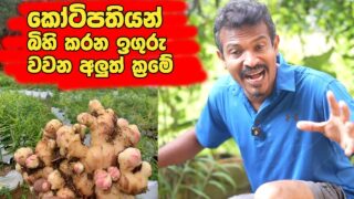 කෝටිපතියන් බිහි කරන ඉගුරු වගාකරන අලුත්ම ක්‍රමය – ginger plants – wagawa