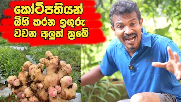 කෝටිපතියන් බිහි කරන ඉගුරු වගාකරන අලුත්ම ක්‍රමය – ginger plants – wagawa