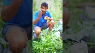 ලංකාවෙ Qualityම grow bag තියෙන්නෙ Gamiya.lk එකේ