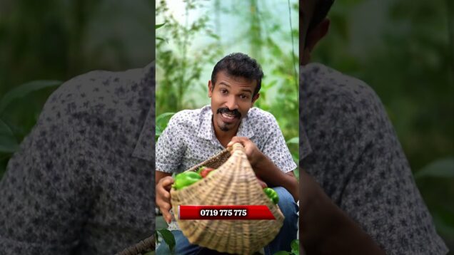 හරිතාගාර තුළ වගා කරන්න ඔබත් කැමතිද ?