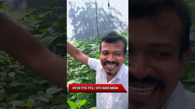 හිත හිත ඉන්න එපා දැම්ම වගා කරන්න