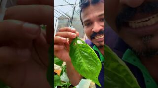 වගා කරල දිනන හැටි