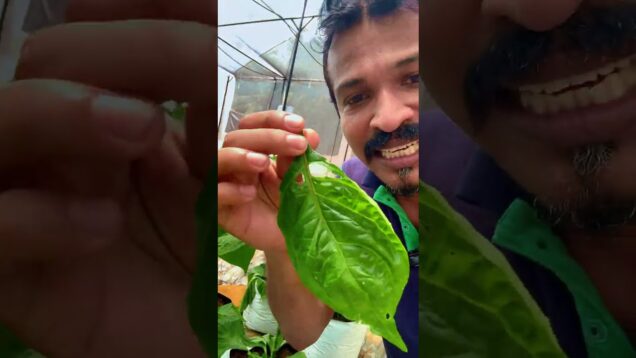 වගා කරල දිනන හැටි