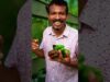 bell peper කඩන්න ආවෙ