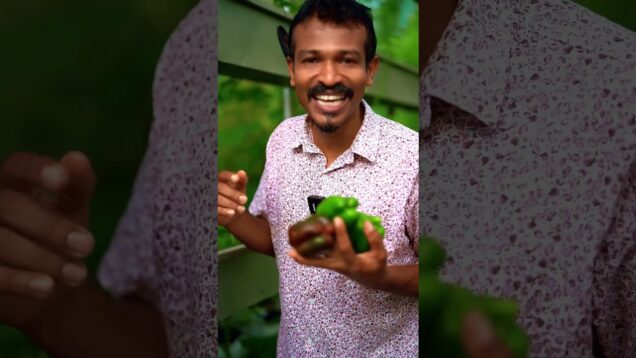 bell peper කඩන්න ආවෙ
