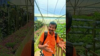 මෙහෙම වගා දැකල තියනවද?