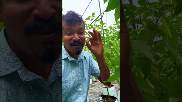 හිත සැනසෙන වගා