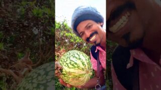 පිලිපීනේ වගා කරන සරල ක්‍රම