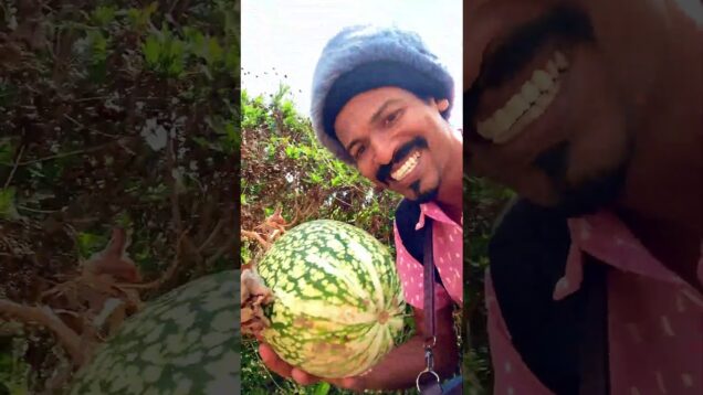 පිලිපීනේ වගා කරන සරල ක්‍රම