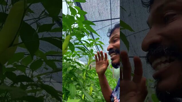 උස යනව ඉවරයක් නෑ Green house by gemiya – 0719775775 -0716028824