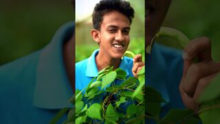 උඩටම නැග්ගා