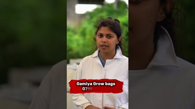 ⭕ඔබ එළිමහන් වගාවකට කැමති නම්,ලංකාවෙ හොදම වගා මලු වල වගා කරන්න ඔබට පුලුවන්