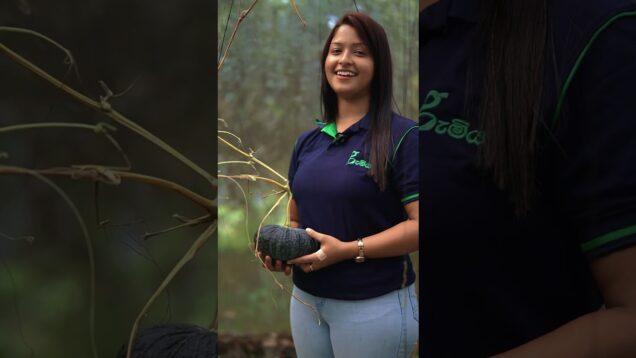 මේ තියෙන්නෙ rare වට්ටක්කා ප්‍රබේදයක්