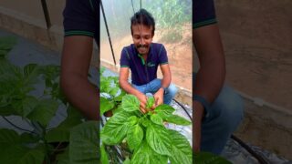 නඩත්තු කරන්න බැරිනම් වගා කරල වැඩක් නෑ