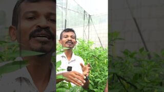 අලුත් විදිහට වගා කරමු