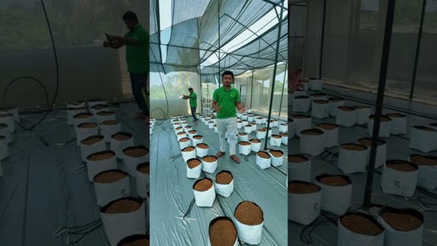 දයා කන වලට ඔයාගෙත් දත් හිරිවැටෙනවද?