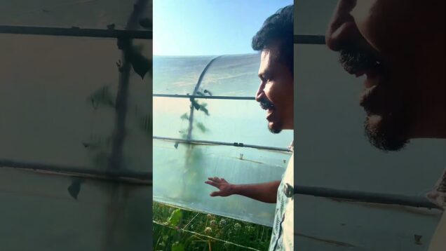 යාපනේ වගා