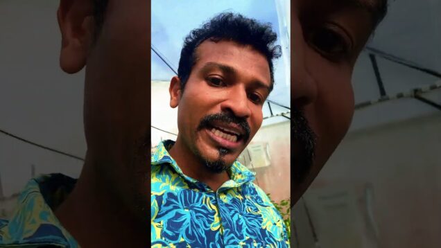 මාලු මිරිස් වගාවට හොරු පැනලා