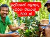 ලංකාවේ ලොකුම පලතුරු එකතුව