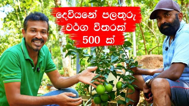 ලංකාවේ ලොකුම පලතුරු එකතුව