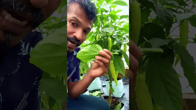 මාලු මිරිස් පැල නඩත්තු කරන්නෙ කෝමද ?