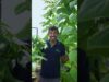 hydroponic විදියට කංකුන් හදන්න ඔබත් කැමතිද ?