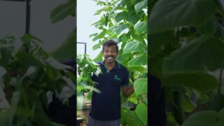 hydroponic විදියට කංකුන් හදන්න ඔබත් කැමතිද ?