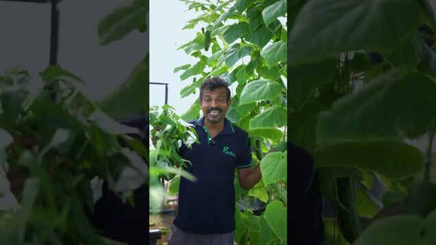 hydroponic විදියට කංකුන් හදන්න ඔබත් කැමතිද ?