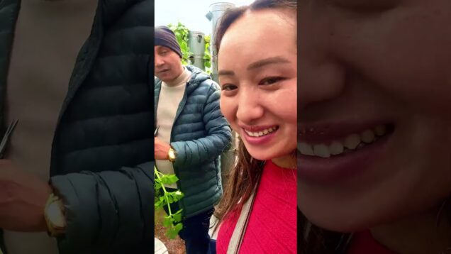 නේපාලයේ වගාව