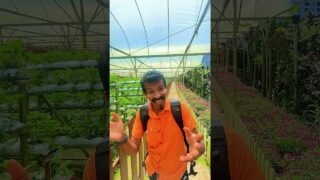 ස්ටෝබෙරි වගාව