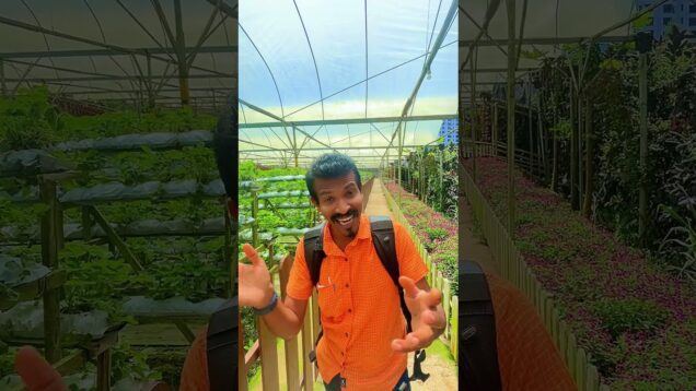 ස්ටෝබෙරි වගාව