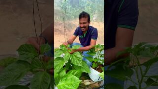 වගා නඩත්තුව