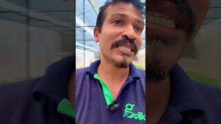 නයි මිරිස්