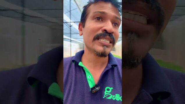 නයි මිරිස්