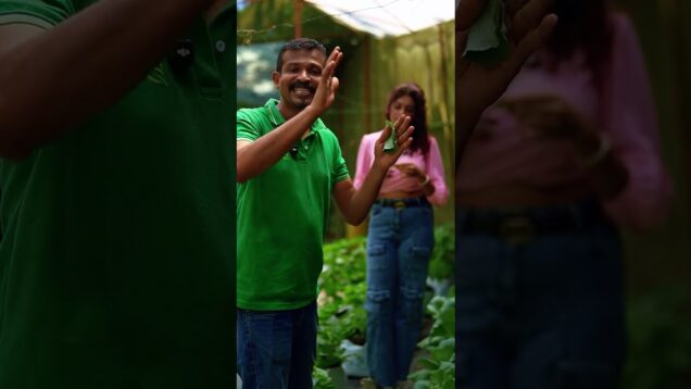 අමුවෙන් කන්න පුරුදු කලා modern green house company – 0719775775 -0716028824 Gamiya (pvt) ltd