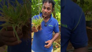 උබලා ඉතින් හරක්නෙ